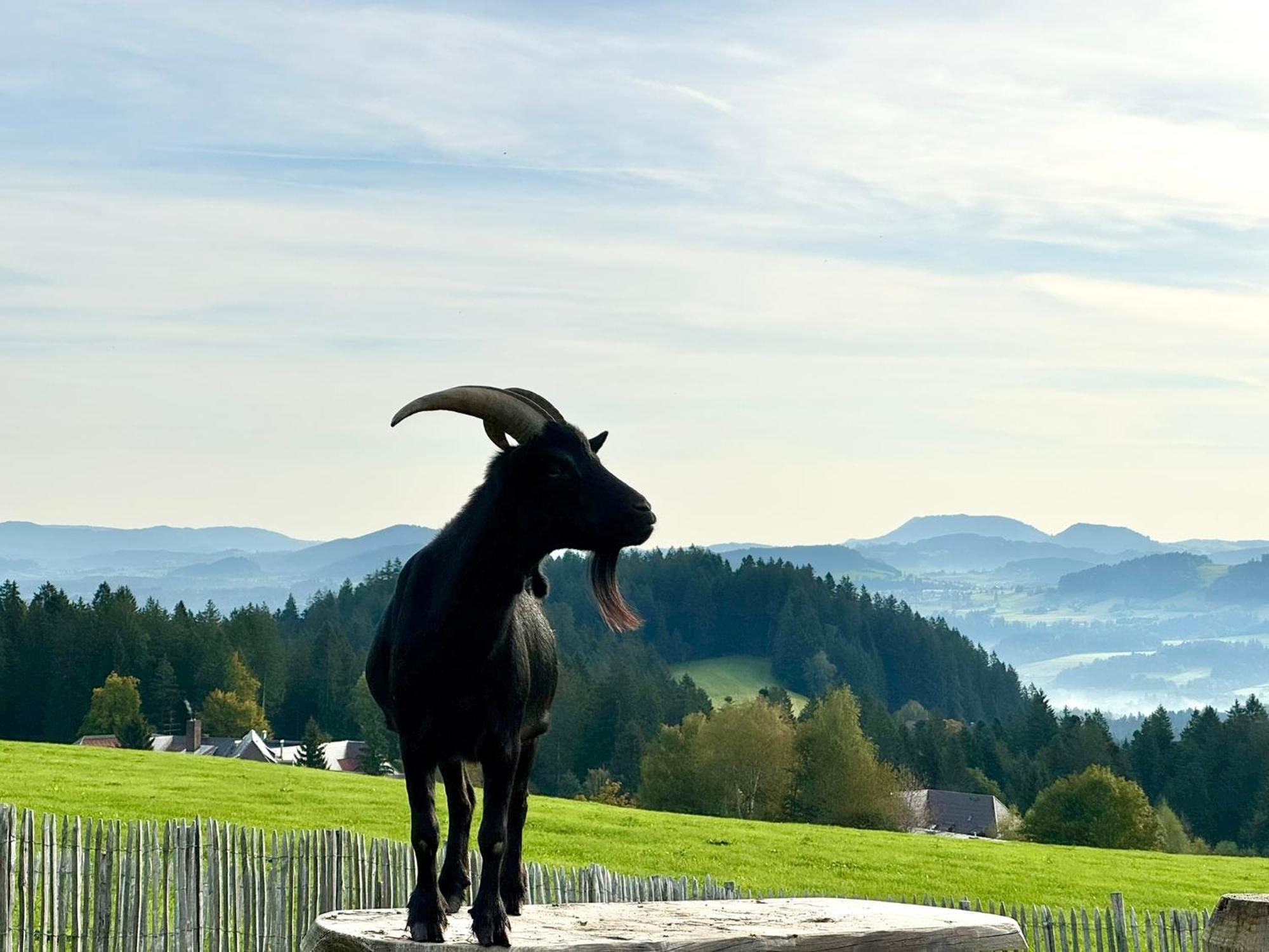 Apartamento Jj Living - Alpenblick Scheidegg Exterior foto